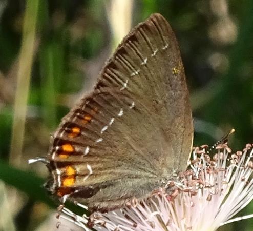 Réf. 208 834 : Satyrium ilicis